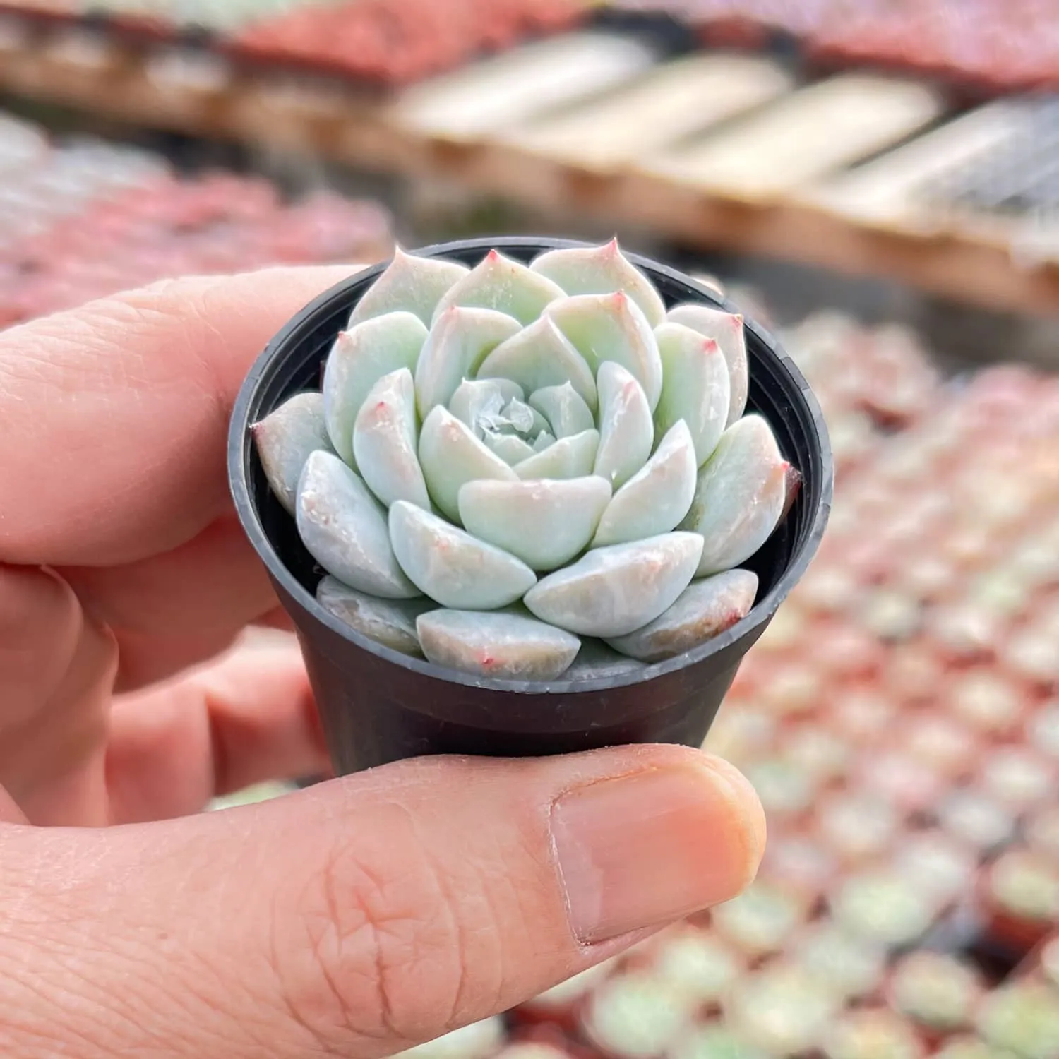 Echeveria 'Glass Bottle'
