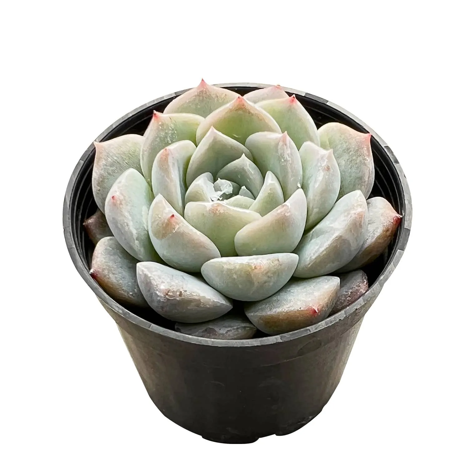 Echeveria 'Glass Bottle'