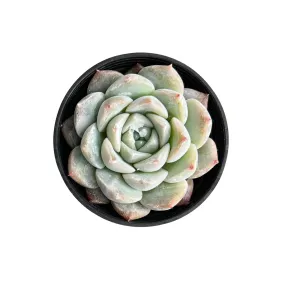 Echeveria 'Glass Bottle'