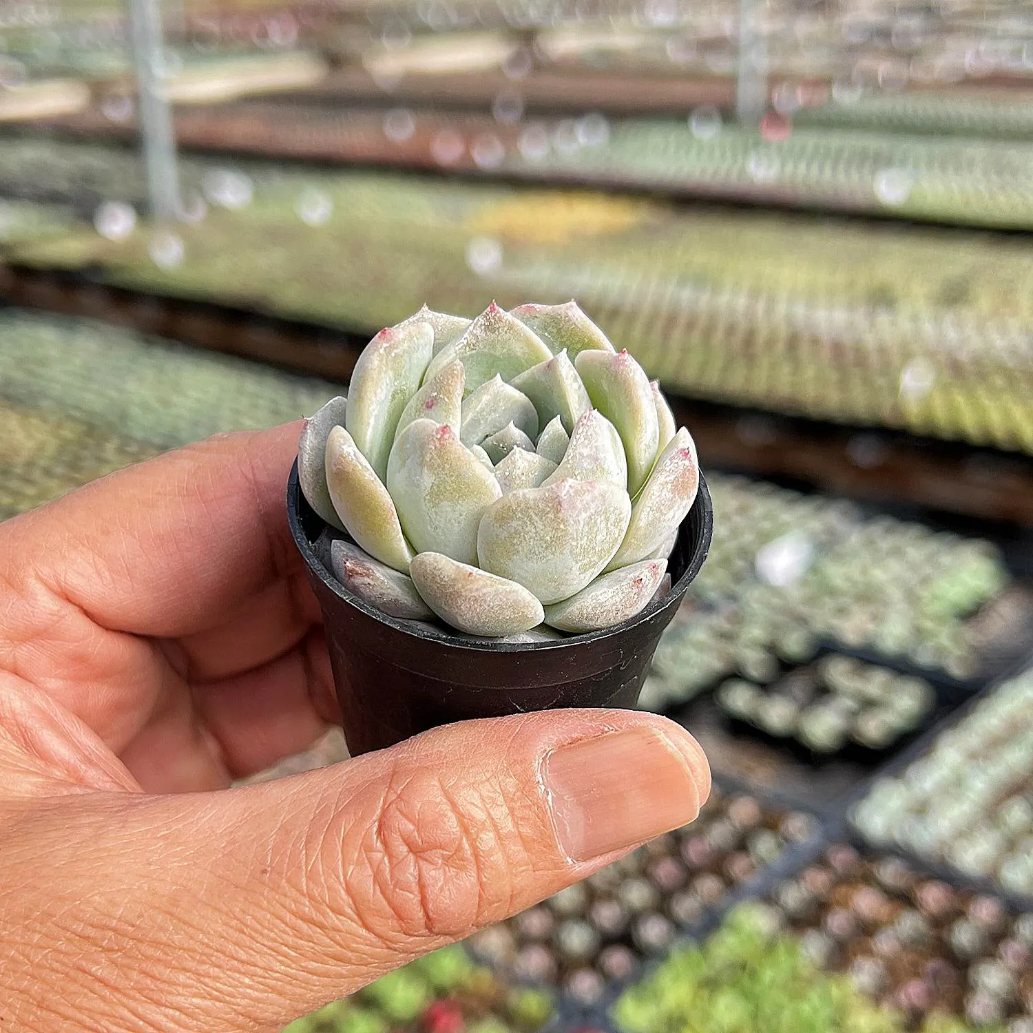 Echeveria 'Glass Bottle'
