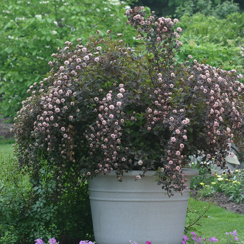 Summer Wine® Ninebark (Physocarpus)