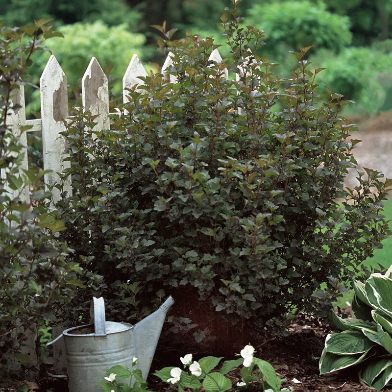 Summer Wine® Ninebark (Physocarpus)