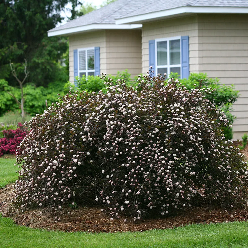 Summer Wine® Ninebark (Physocarpus)
