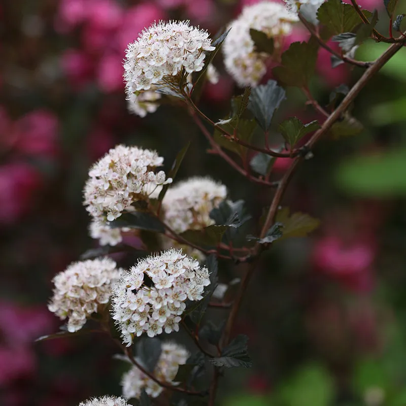 Summer Wine® Ninebark (Physocarpus)