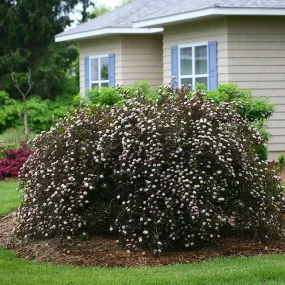 Summer Wine® Ninebark (Physocarpus)
